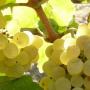 Passione Vernaccia 2017, Oristano Ecco il programma completo del 25 Febbraio Passione Vernaccia 2017, Oristano Ecco il programma completo del 25 Febbraio
