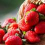 Sagra delle fragole Arborea 2023 e Fiera dell'Agricoltura programma Sagra delle fragole Arborea 2023 e Fiera dell'Agricoltura programma