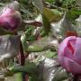 peonie peonie