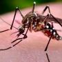 virus zika virus zika