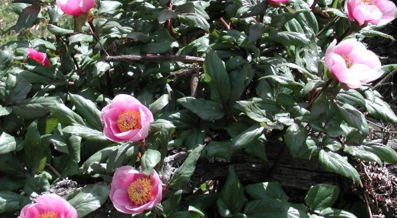 La Festa della Peonia, S&#039;Orrosa &#039;e Padenti a Seulo