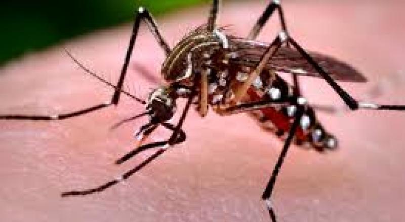 virus zika 
