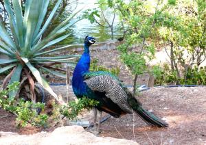 Parco di Monte Urpinu Parco di Monte Urpinu